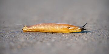 Detailed shot of a slug with texture on a wet outdoor surface.