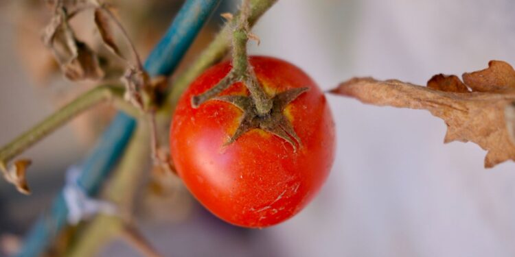 Detailed close-up of a ripe tomato on a vine with dry leaves, captured outdoors in Izmir, Türkiye.