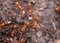 Detailed close-up of red ants working together on soil, showcasing teamwork and nature's intricate ecosystem.