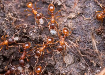 Detailed close-up of red ants working together on soil, showcasing teamwork and nature's intricate ecosystem.
