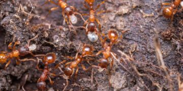 Detailed close-up of red ants working together on soil, showcasing teamwork and nature's intricate ecosystem.