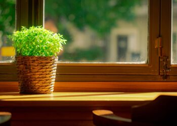 A lush green potted plant bathes in sunlight on a wooden windowsill.