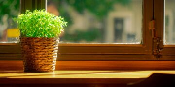 A lush green potted plant bathes in sunlight on a wooden windowsill.