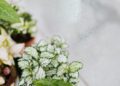 Close-up view of potted plants near a dewy window, showcasing nature indoors.