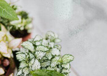 Close-up view of potted plants near a dewy window, showcasing nature indoors.