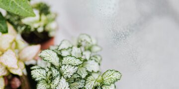 Close-up view of potted plants near a dewy window, showcasing nature indoors.