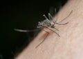 Detailed macro shot of a mosquito on human skin, highlighting nature and insect life.