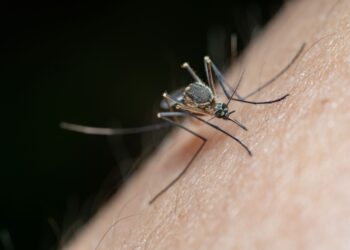 Detailed macro shot of a mosquito on human skin, highlighting nature and insect life.