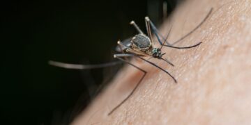 Detailed macro shot of a mosquito on human skin, highlighting nature and insect life.