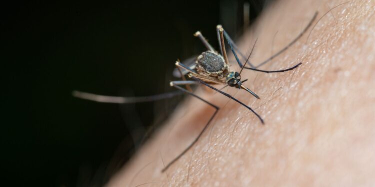 Detailed macro shot of a mosquito on human skin, highlighting nature and insect life.