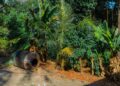 A vibrant tropical garden scene with lush foliage and a large barrel, capturing the exotic flora.