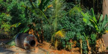 A vibrant tropical garden scene with lush foliage and a large barrel, capturing the exotic flora.