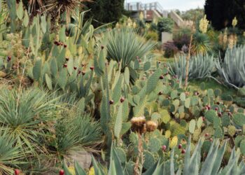 Lush desert garden with various cacti species in natural daylight.