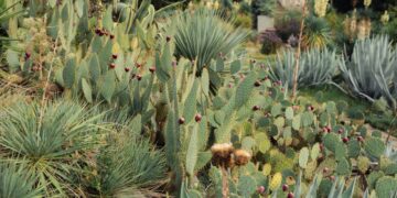 Lush desert garden with various cacti species in natural daylight.