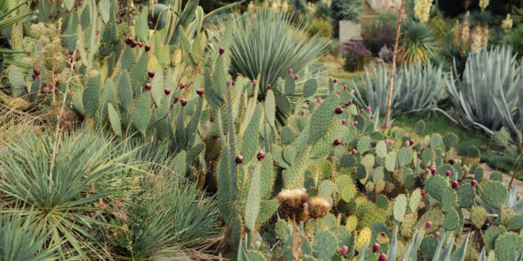 Lush desert garden with various cacti species in natural daylight.