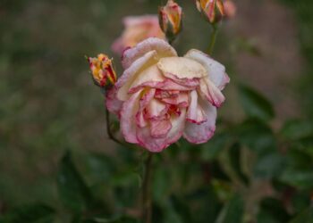 A detailed close-up of a wilting pink rose bloom in an outdoor garden setting.