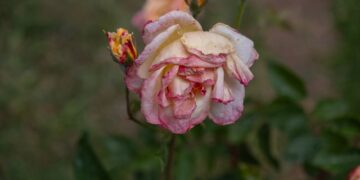 A detailed close-up of a wilting pink rose bloom in an outdoor garden setting.