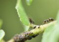 Close-up image of an ant exploring a leaf colony of aphids, showcasing intricate details.