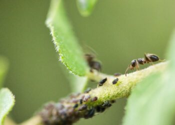 Close-up image of an ant exploring a leaf colony of aphids, showcasing intricate details.