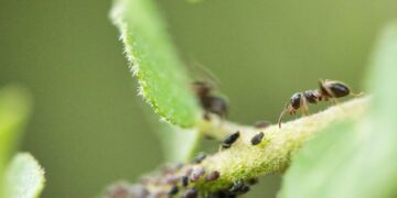 Close-up image of an ant exploring a leaf colony of aphids, showcasing intricate details.