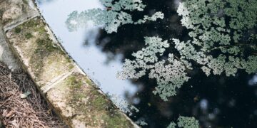 Tranquil pond with algae-covered surface reflecting greenery and sky. Peaceful nature scene.
