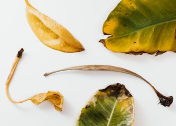 Aesthetic arrangement of various dried leaves with brown edges on a clean white background.