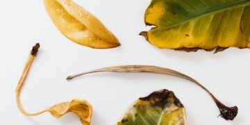 Aesthetic arrangement of various dried leaves with brown edges on a clean white background.