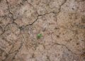 Top view of dry brown land with small plant leaves among wavy cracks in daytime