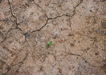 Top view of dry brown land with small plant leaves among wavy cracks in daytime