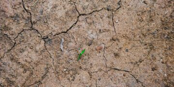 Top view of dry brown land with small plant leaves among wavy cracks in daytime