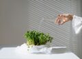 Close-up of a hand watering microgreens indoors, showcasing home gardening under natural light.