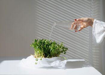Close-up of a hand watering microgreens indoors, showcasing home gardening under natural light.
