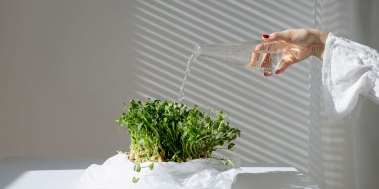 Close-up of a hand watering microgreens indoors, showcasing home gardening under natural light.