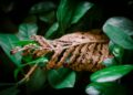 A detailed shot of a withered leaf contrasting against fresh green leaves, symbolizing change in seasons.