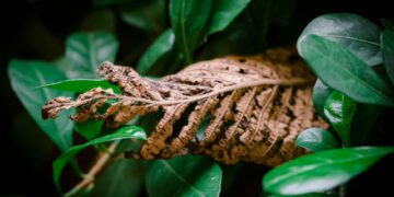 A detailed shot of a withered leaf contrasting against fresh green leaves, symbolizing change in seasons.