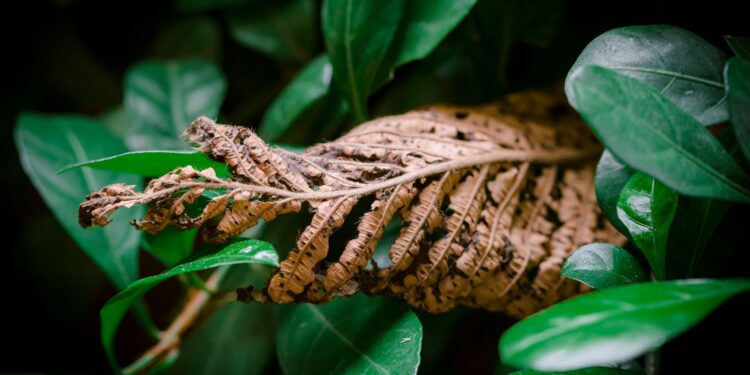 A detailed shot of a withered leaf contrasting against fresh green leaves, symbolizing change in seasons.