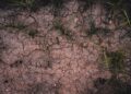 Overhead view of cracked dry soil with sparse green grass highlighting drought conditions.