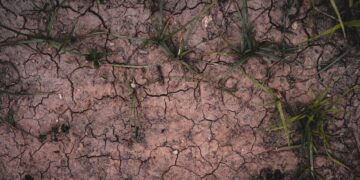 Overhead view of cracked dry soil with sparse green grass highlighting drought conditions.
