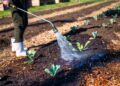 A gardener wearing white boots waters young plants in soil on a sunny farm day.