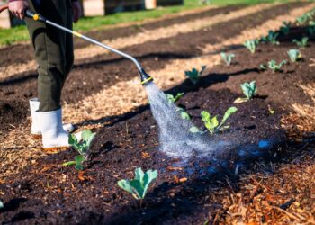 A gardener wearing white boots waters young plants in soil on a sunny farm day.