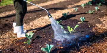 A gardener wearing white boots waters young plants in soil on a sunny farm day.