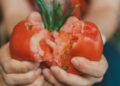 A pair of hands holding a juicy, ripe tomato split open, showcasing freshness.