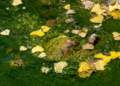 Yellow autumn leaves floating on a green, algae-covered stream, showcasing nature's transition.