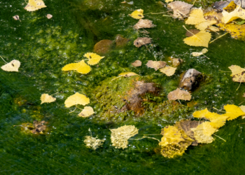 Yellow autumn leaves floating on a green, algae-covered stream, showcasing nature's transition.