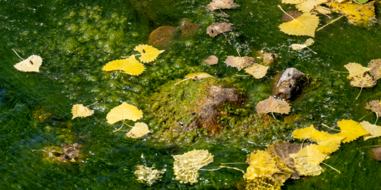 Yellow autumn leaves floating on a green, algae-covered stream, showcasing nature's transition.