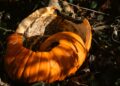 A close view of a decaying orange pumpkin resting on the forest floor in autumn.