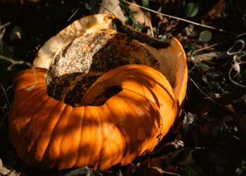 A close view of a decaying orange pumpkin resting on the forest floor in autumn.