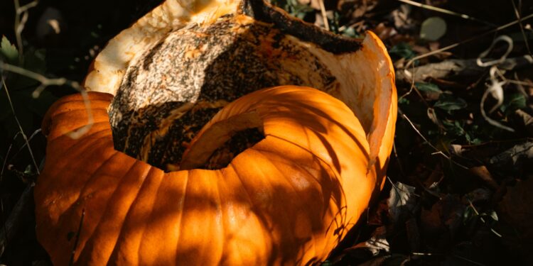 A close view of a decaying orange pumpkin resting on the forest floor in autumn.