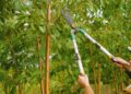 Side view of farmer with pruning shear trimming branches of tree with green leaves in orchard