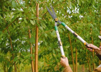 Side view of farmer with pruning shear trimming branches of tree with green leaves in orchard